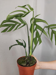 Monstera Croatii