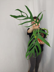 Monstera Croatii
