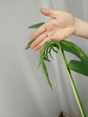 Monstera Croatii