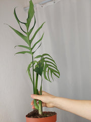 Monstera Croatii