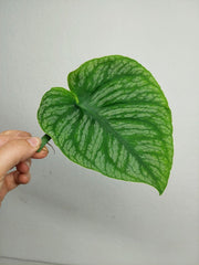 Monstera Dubia Stecklinge
