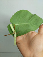 Monstera Dubia Stecklinge