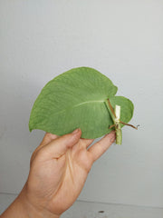 Monstera Dubia Stecklinge