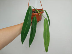 Anthurium Pallidiflorum