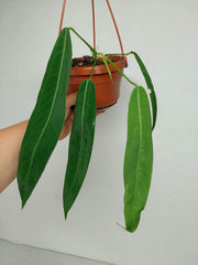Anthurium Pallidiflorum