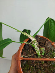 Anthurium Pallidiflorum