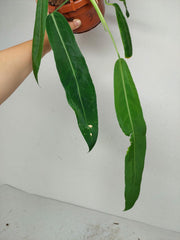 Anthurium Pallidiflorum