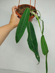 Anthurium Pallidiflorum