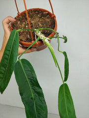 Anthurium Pallidiflorum