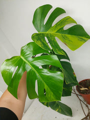 Monstera Aurea Stecklinge