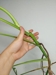 Monstera Aurea Stecklinge