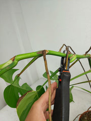 Monstera Aurea Stecklinge