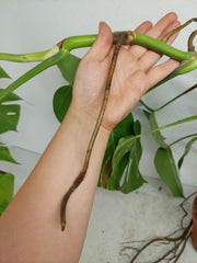 Monstera Aurea Stecklinge