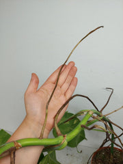 Monstera Aurea Stecklinge