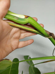 Monstera Aurea Stecklinge