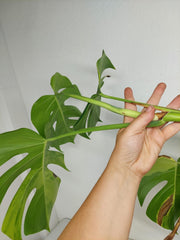 Monstera Aurea Stecklinge