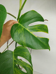 Monstera Aurea Stecklinge