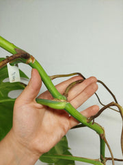 Monstera Aurea Stecklinge