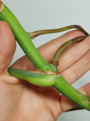 Monstera Aurea Stecklinge