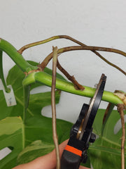 Monstera Aurea Stecklinge