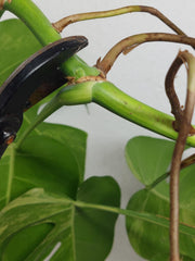 Monstera Aurea Stecklinge