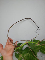 Monstera Aurea Stecklinge
