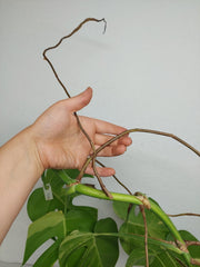 Monstera Aurea Stecklinge
