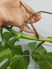 Monstera Aurea Stecklinge