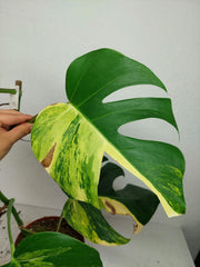 Monstera Aurea Stecklinge
