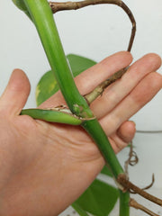 Monstera Aurea Stecklinge