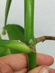 Monstera Aurea Stecklinge