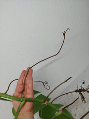 Monstera Aurea Stecklinge