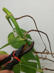 Monstera Aurea Stecklinge