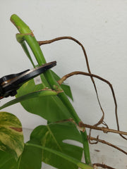 Monstera Aurea Stecklinge