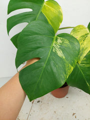 Monstera Aurea Stecklinge