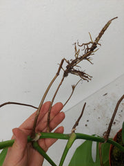 Monstera Aurea Stecklinge