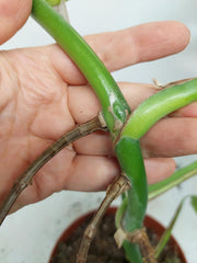 Monstera Aurea Stecklinge