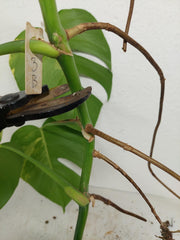 Monstera Aurea Stecklinge
