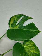 Monstera Aurea Stecklinge
