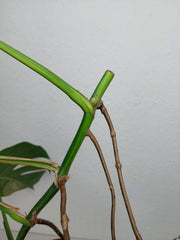 Monstera Aurea Stecklinge