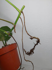 Monstera Aurea Stecklinge