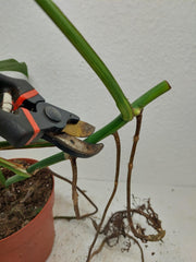 Monstera Aurea Stecklinge