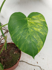 Monstera Aurea Stecklinge