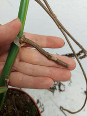 Monstera Aurea Stecklinge