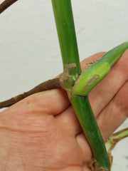 Monstera Aurea Stecklinge