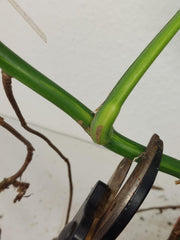 Monstera Aurea Stecklinge