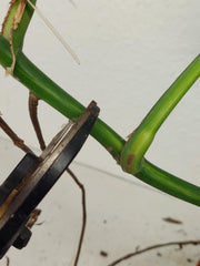 Monstera Aurea Stecklinge