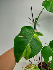 Monstera Aurea Stecklinge
