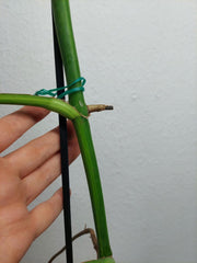 Monstera Aurea Stecklinge
