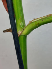 Monstera Aurea Stecklinge